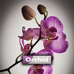 <b>Orchid</b> <br> <br> <p style="color:#888888;">Chillhop<br> G Minor <br> 80 BPM <br>